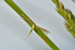 Pterophorus innotatalis