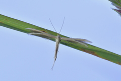 Pterophorus innotatalis