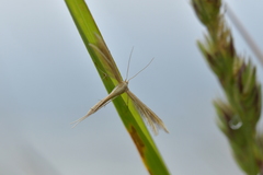 Pterophorus innotatalis
