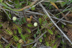 Leptinella squalida