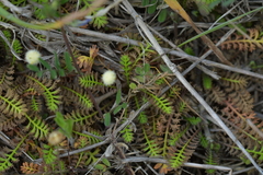 Leptinella squalida