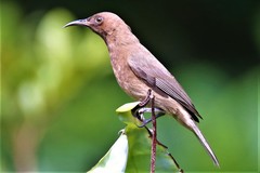 Dusky Myzomela photo 2