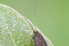 Lecithocera terrigena