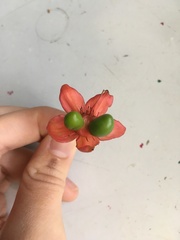 Ochna serrulata