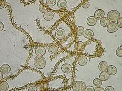 Ophiotheca chrysosperma