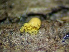 Ophiotheca chrysosperma