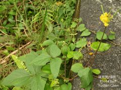 Vigna umbellata