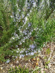 Salvia rosmarinus