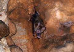 Hipposideros lylei