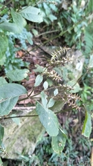 Achyranthes japonica