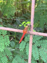 Orthetrum testaceum