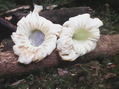 Anthocleista scandens