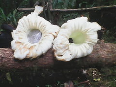 Anthocleista scandens