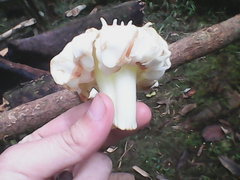 Anthocleista scandens