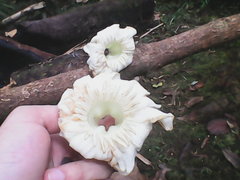 Anthocleista scandens