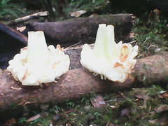 Anthocleista scandens