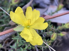 Hibbertia puberula
