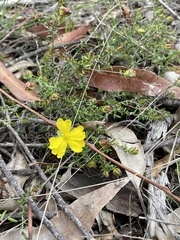 Hibbertia puberula