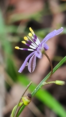 Caesia parviflora vittata