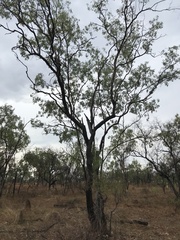 Eucalyptus microneura