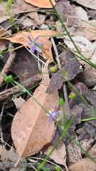 Caesia parviflora vittata