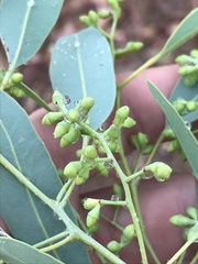 Eucalyptus microneura