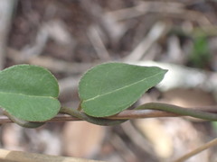 Ceropegia carnosa