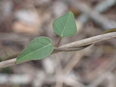 Ceropegia carnosa