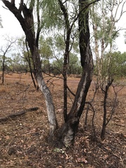 Eucalyptus microneura