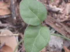 Ceropegia carnosa