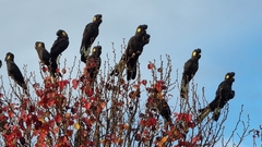 Zanda funerea funerea