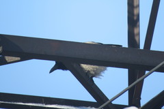 Corvus cornix