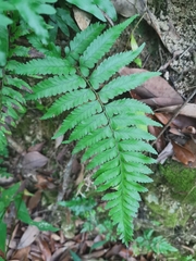 Microlepia marginata bipinnata