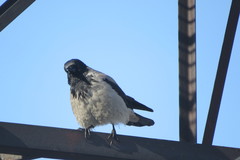 Corvus cornix
