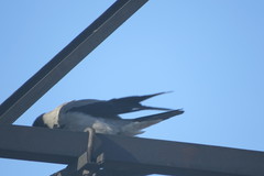 Corvus cornix
