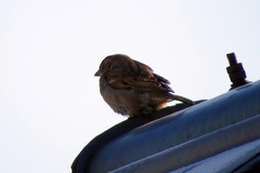 Passer domesticus