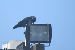 Corvus monedula