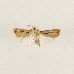 Agrotis spinifera