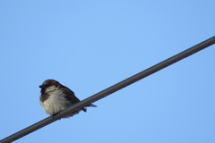 Passer domesticus