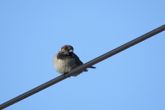 Passer domesticus