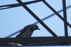 Corvus cornix