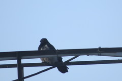Corvus cornix