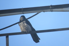 Corvus cornix