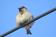 Passer domesticus