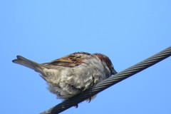 Passer domesticus