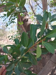 Ficus