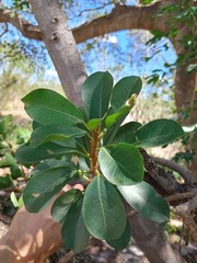 Ficus