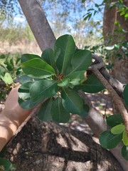 Ficus