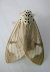 Amerila astreus