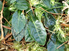 Ainsliaea latifolia